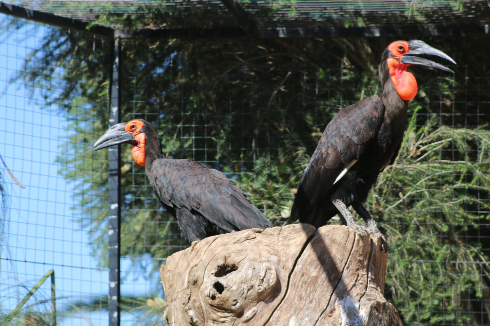 Um nascimento histórico no Algarve. Zoo de Lagos celebra primeira cria de calau-terrestre do País