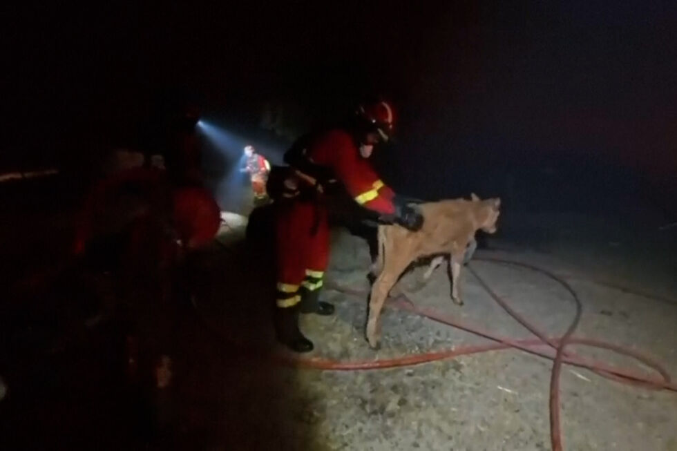 Bombeiros resgatam animais de quinta ameaçada pelos incêndios em Espanha