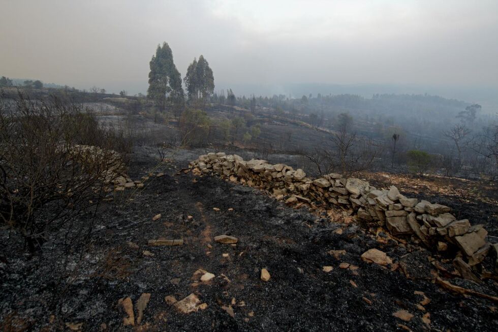 Terreno devastado por incêndio com muro de pedra e vegetação queimada