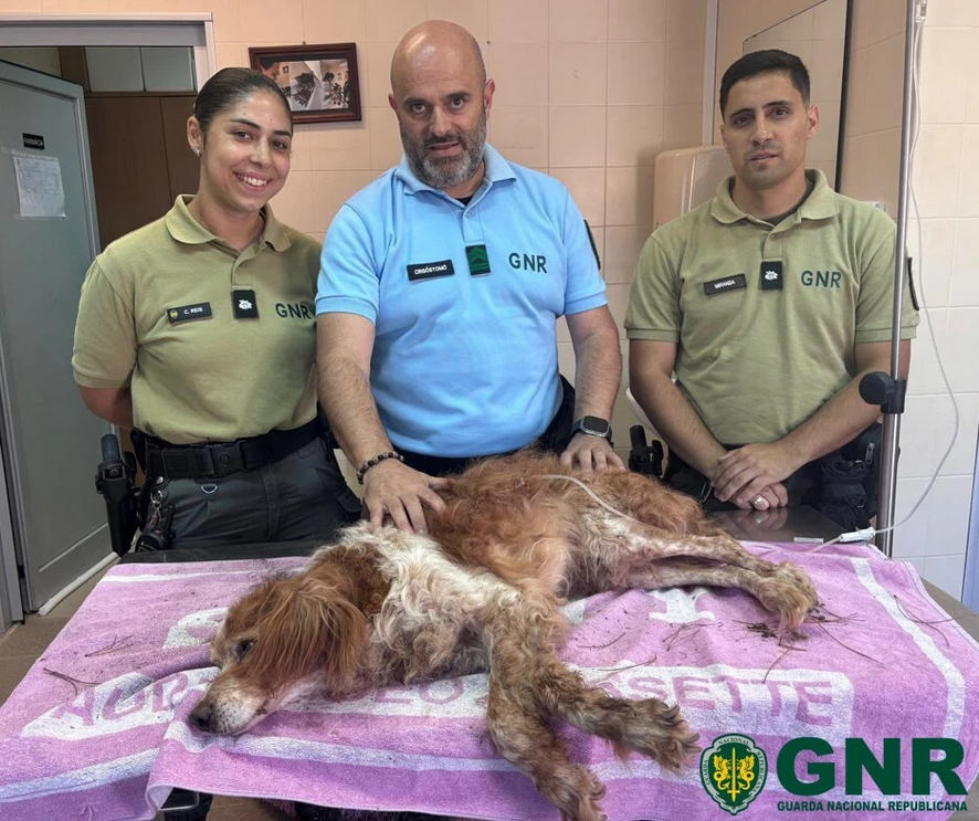 Cão enterrado vivo é resgatado em Mafra. GNR procura responsável pelos maus-tratos