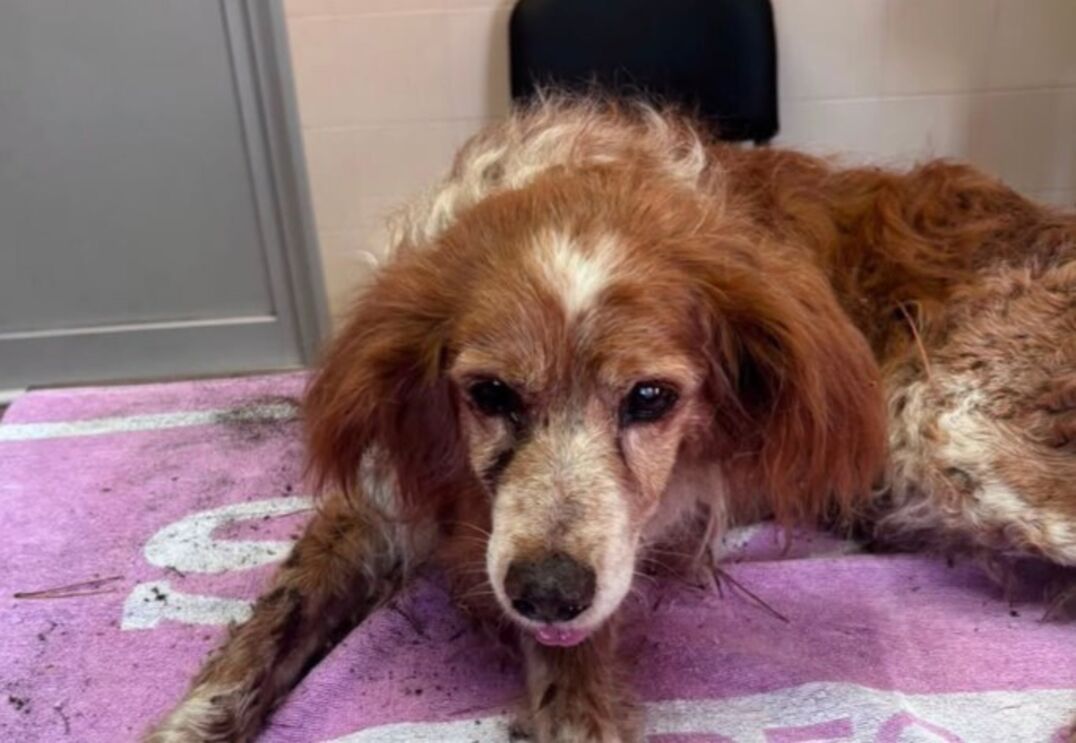 Cão resgatado pela GNR