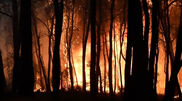<![CDATA[ Ventos fortes alimentam grande incêndio florestal na Grécia ]]>