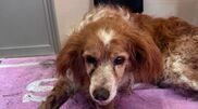 <![CDATA[ Cão enterrado vivo durante três dias foi resgatado pela GNR de Mafra ]]>