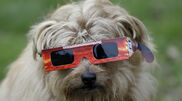 <![CDATA[ Eclipse pode provocar lesões oculares nos animais? Veterinários alertam para "cuidados" a ter ]]>