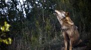 <![CDATA[ Governo altera regime de compensações a ataques de lobo ibérico ]]>