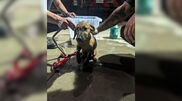 Firefighters rescue dog from pipe in USA