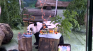 Yuanyuan, la panda più anziana di Taiwan, festeggia il 22º compleanno con una torta di ghiaccio a forma di treno