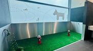 "Non ho mai visto nulla di simile". Turista sorpreso dal bagno per cani all'Aeroporto di Lisbona