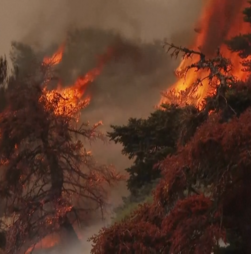 Incêndio de grandes dimensões continua a alastrar a oeste de Atenas e obriga a novas evacuações
