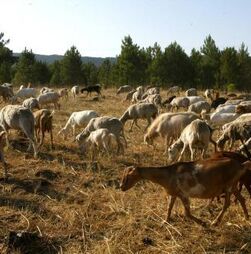 Agricultores do Alentejo saúdam alargamento de apoios contra língua azul mas querem mais