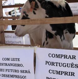 Produtores de leite contestam nova descida do preço e exigem a sua reposição