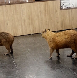 Capivaras invadem corredores do parlamento regional no Brasil