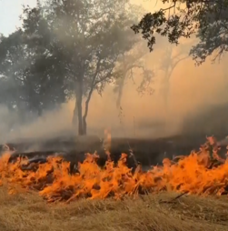 Incêndio florestal na Califórnia alastra para mais de dois mil hectares e destrói vários edifícios  