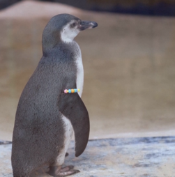 Pinguins do Zoo de Londres recebem pulseiras criadas por crianças internadas