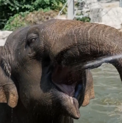 Elefantes refrescam-se com banhos de água fria durante onda de calor em Budapeste