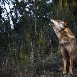 Governo altera regime de compensações a ataques de lobo ibérico