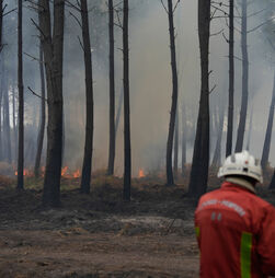 Fogos atingem França, Bélgica e Balcãs e queimam milhares de hectares