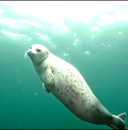 Foca curiosa brinca com mergulhadores na Rússia