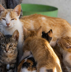 A rebentar pelas costuras. Centros de recolha animal acolheram mais de 40 mil cães e gatos em 2025