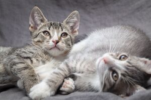 Mais de 500 gatos recebem ajuda para enfrentar as temperaturas recorde em Atenas