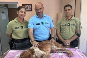 Cão enterrado vivo é resgatado em Mafra. GNR procura responsável pelos maus-tratos