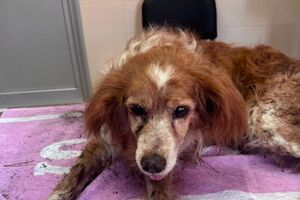 Cão resgatado pela GNR