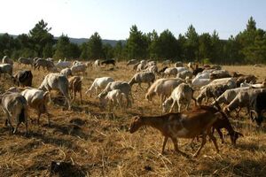 Cabras e ovelhas a pastar