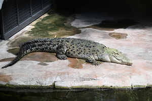 Israel tentou colocar crocodilos numa prisão de detidos palestinianos