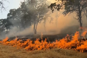 Incêndio florestal na Califórnia alastra para mais de dois mil hectares e destrói vários edifícios  