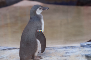 Pinguins do Zoo de Londres recebem pulseiras criadas por crianças internadas