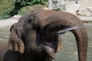 Elefantes refrescam-se com banhos de água fria durante onda de calor em Budapeste 