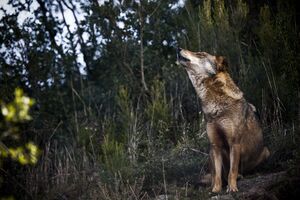 Lobo ibérico