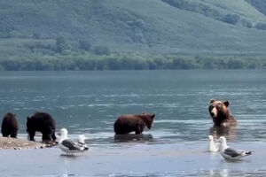 Avistadas ursas com crias a pescar salmão em lago na Rússia