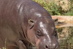 Hipopótamo-pigmeu em risco de extinção nasce no Zoo Santo Inácio em Gaia