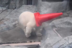 Urso-polar bebé encontra brinquedo perfeito: um cone de trânsito