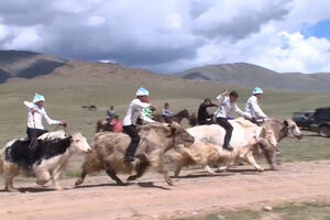Corrida de iaques reúne participantes na remota região russa de Tuva