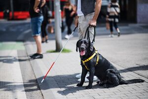 Cães de assistência ainda enfrentam barreiras no acesso a restaurantes, hotéis e transportes, denuncia a ANIMAS