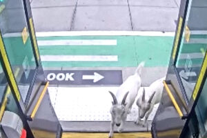 Cabras entram em autocarro, andam entre os passageiros e saem quando motorista abre portas nos EUA  