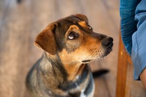 Será que os cães conseguem distinguir tristeza, medo e zanga? Novo estudo diz que sim