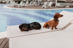 No hotel W Algarve, em Albufeira, os animais têm ementas próprias e recebem uma chapa personalizada com o nome