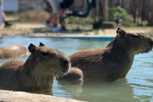 Jardim Zoológico de Burgas quer elevar as suas capivaras a mascotes da Eurovisão
