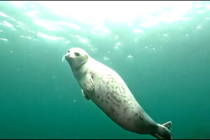 Foca curiosa brinca com mergulhadores na Rússia