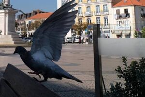 Morte de aves nos Açores preocupa