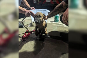 Bombeiros resgatam cão em conduta nos EUA