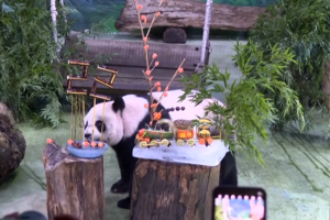 Panda mais velha de Taiwan celebra 22.º aniversário com bolo de gelo em forma de comboio  