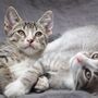 Voluntários ajudam mais de 500 gatos a enfrentar as temperaturas elevadas em Atenas