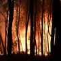 Ventos fortes alimentam grande incêndio florestal na Grécia