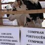 Produtores de leite contestam nova descida do preço e exigem a sua reposição