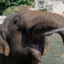 Elefantes refrescam-se com banhos de água fria durante onda de calor em Budapeste