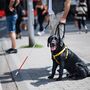 Cães de assistência ainda enfrentam barreiras no acesso a restaurantes, hotéis e transportes, denuncia a ANIMAS